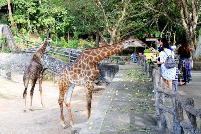 สวนสัตว์เปิด Safari สัมผัสใกล้ชิดสัตว์