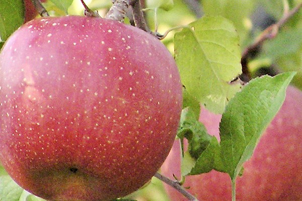 แอปเปิ้ลพันธุ์คาซึมิ