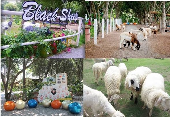 Black Sheep Farm